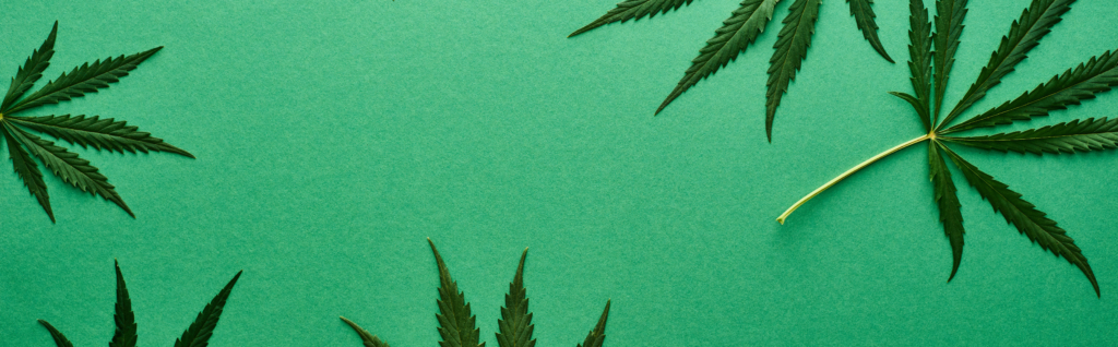 top view of green hemp leaves on green background, 